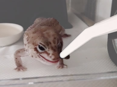 ピンセットの先端写真。丸く、ペットにやさしい