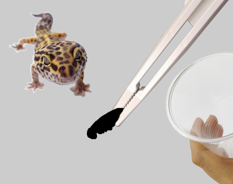 ピンセット使用のイメージ写真